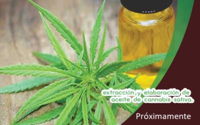 Cannabis Sativa extracción de aceite grado terapéutico